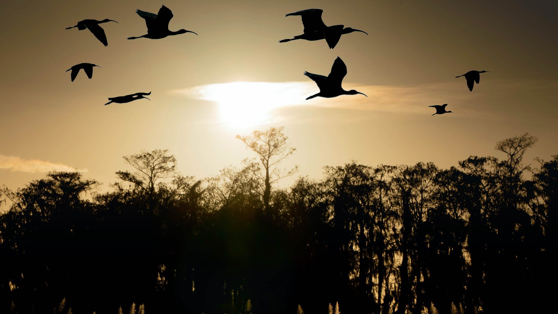 Birds fly at dusk in the Everglades.