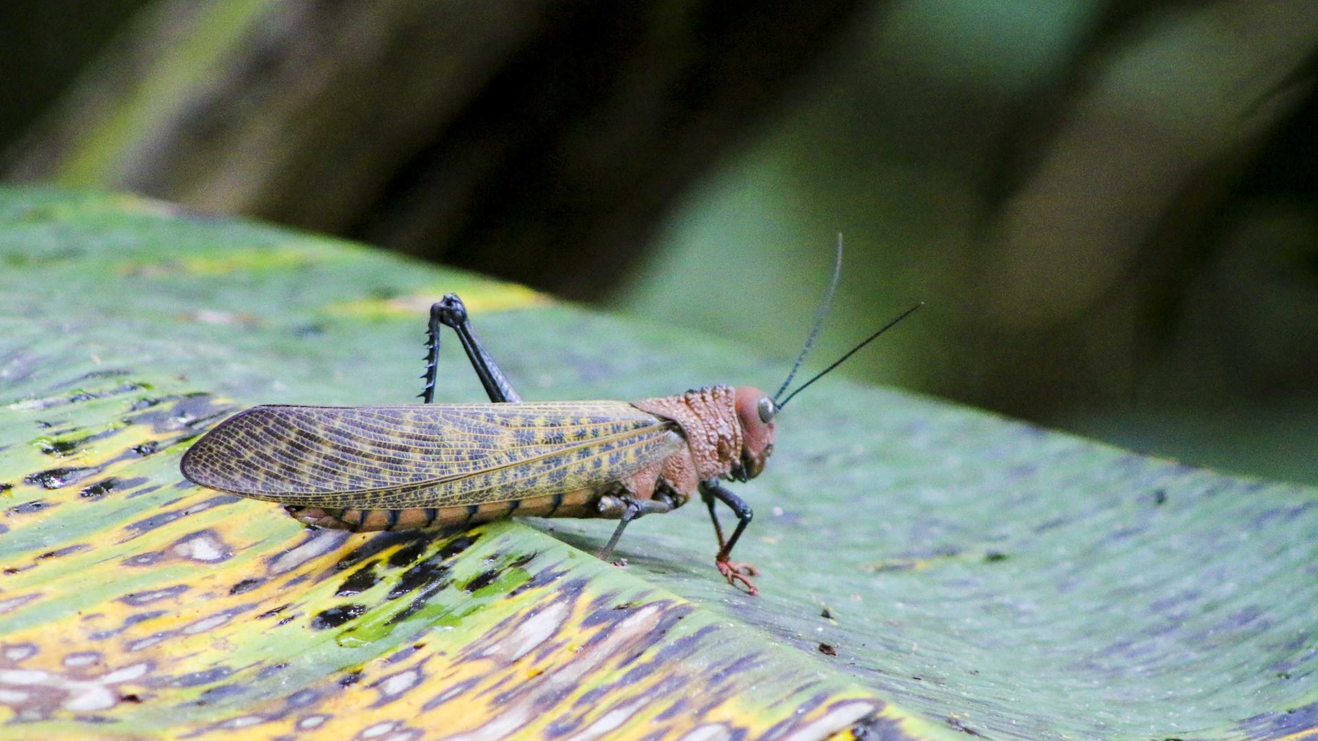 A bug is almost camouflaged on the green and yellow leaf that it stands on.