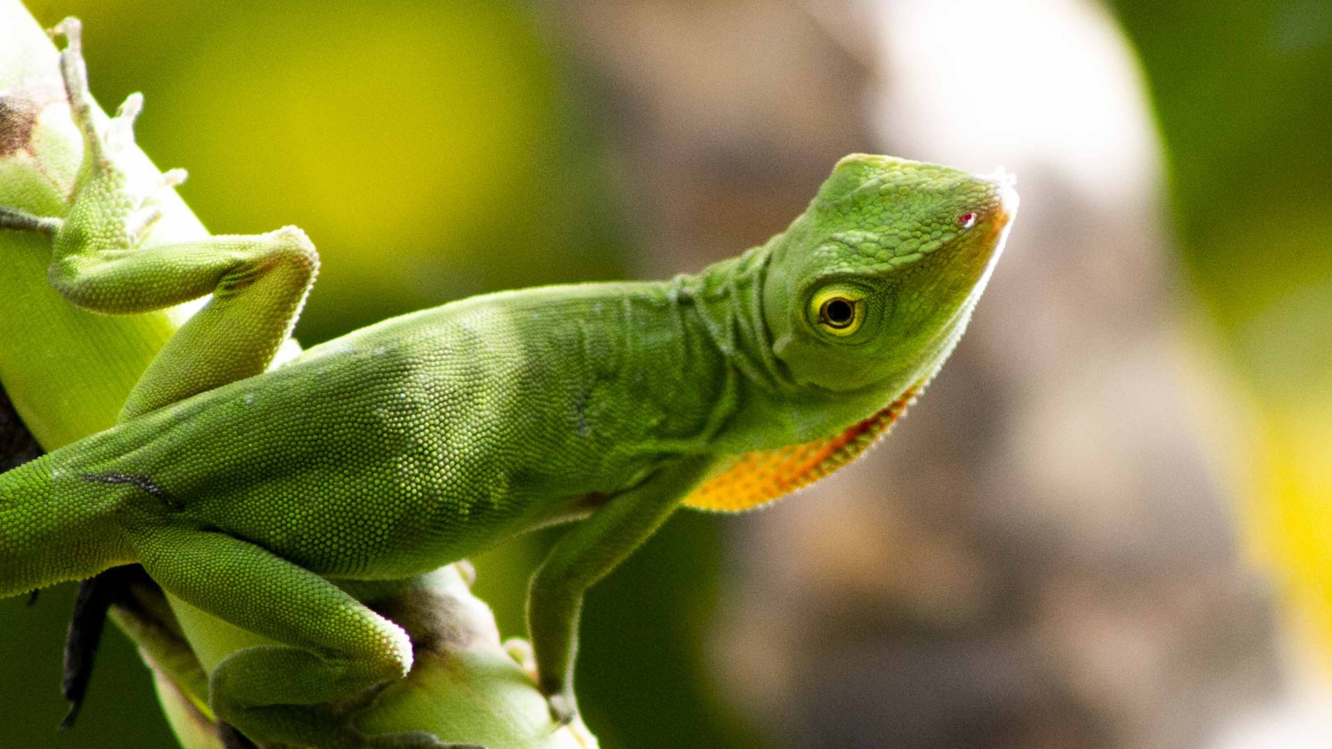 A green frog on a branch.