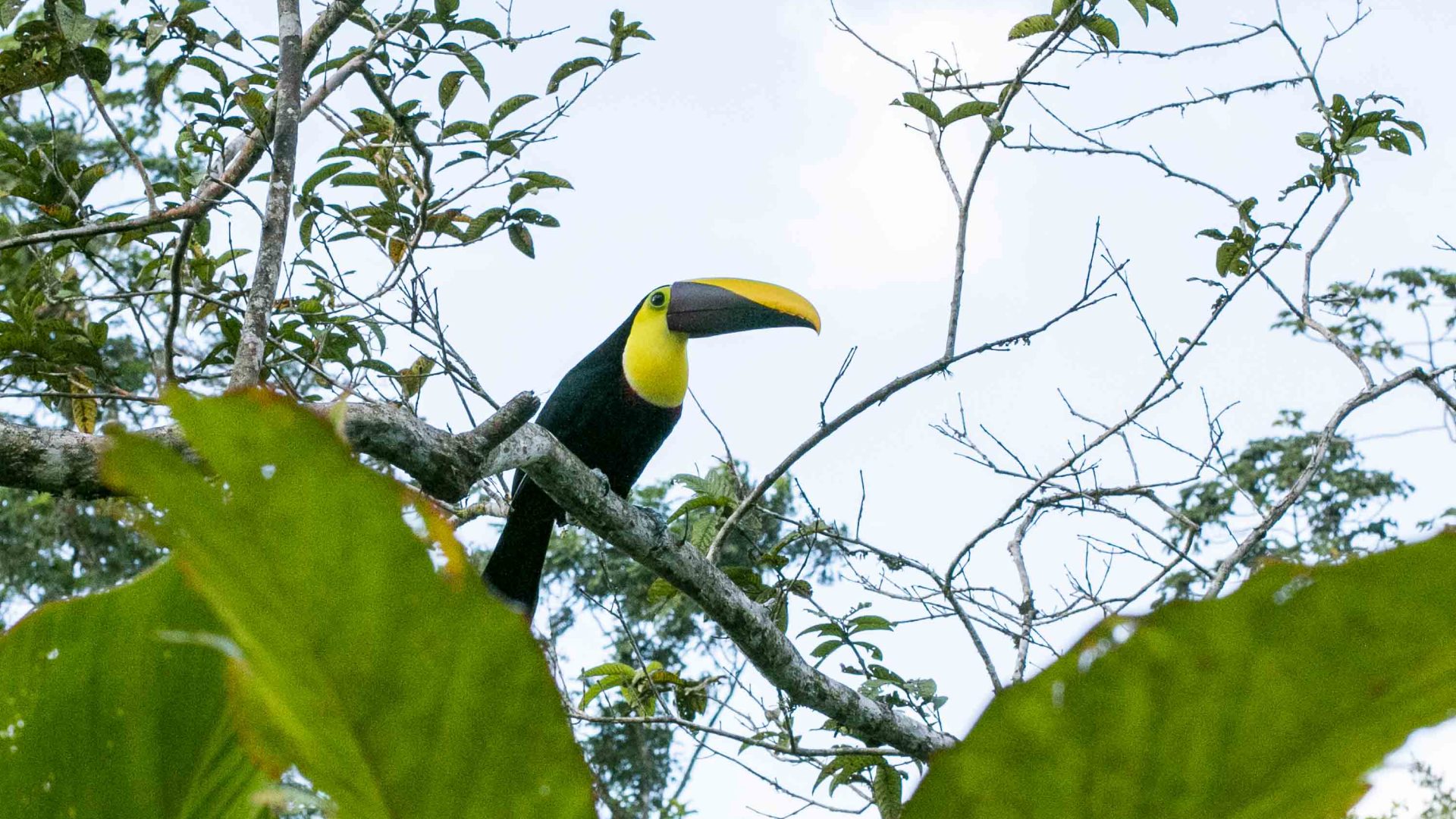 A toucan sits on a branch.