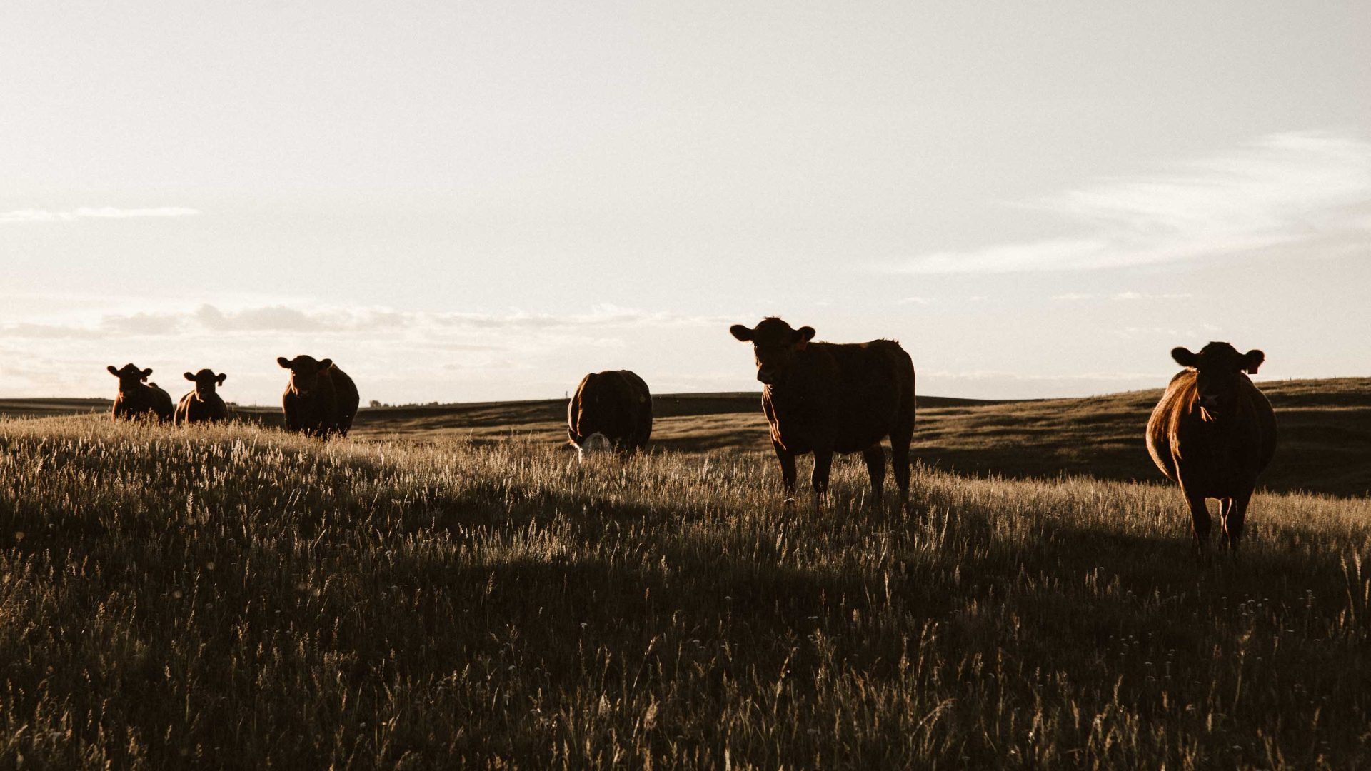 Cows on a grassy hill in low light.