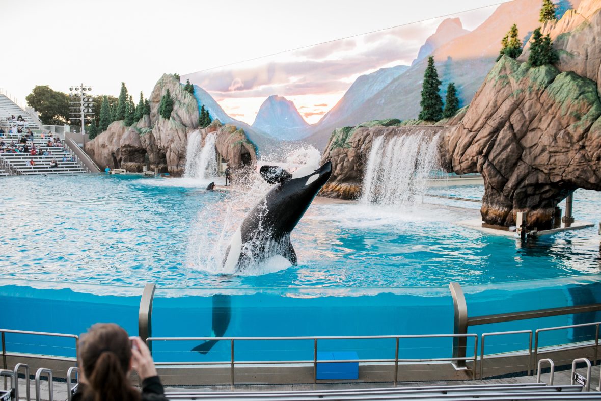 A captive orca jumps out of the water during a dolphin show at SeaWorld in San Diego, California.